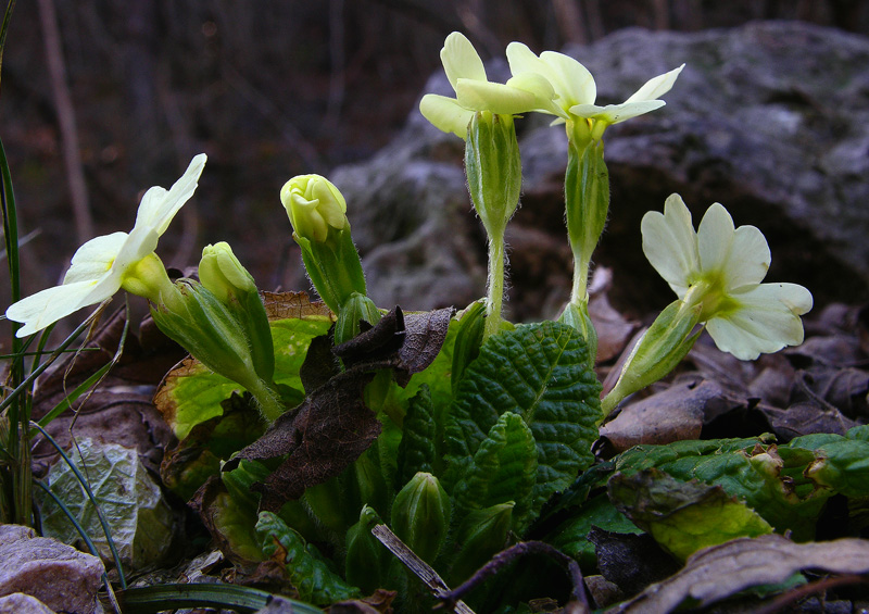 Fiori, scatti di prova.
